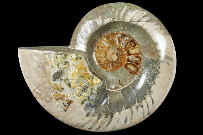 Wide Polished Fossil Ammonite Dish - Inlaid Ammonite #133249